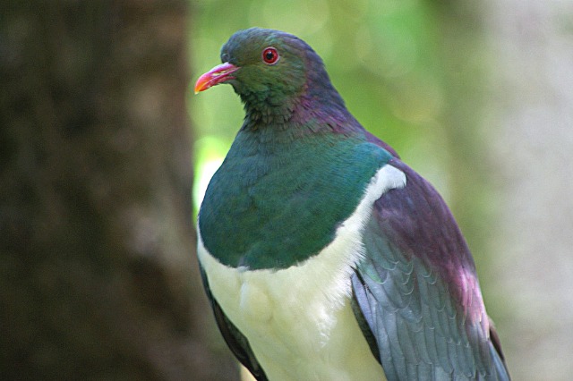 kereru さま