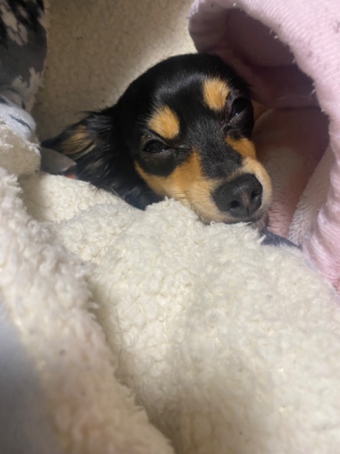 ぴょんぴょん さま