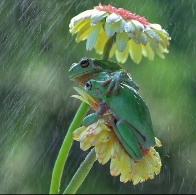 たろちゃんアソビュー！ゲスト さま