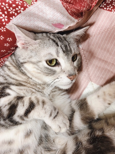 こんちゃん さま