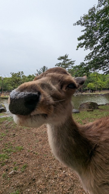 deer さま