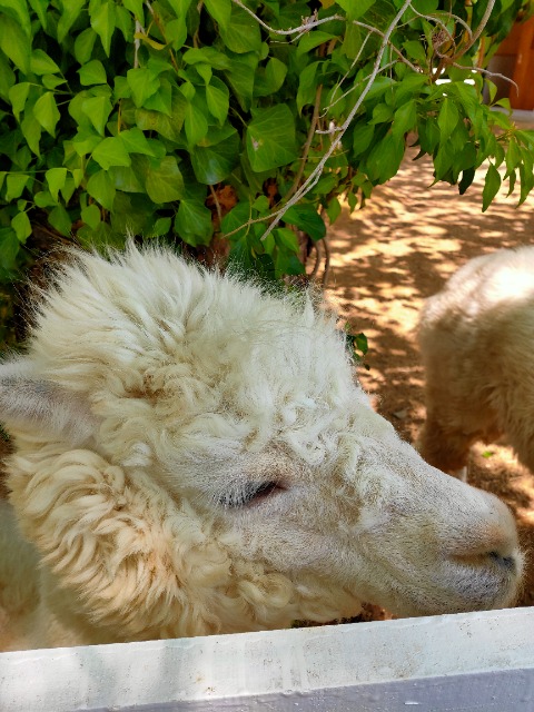 大根ジョニー さま