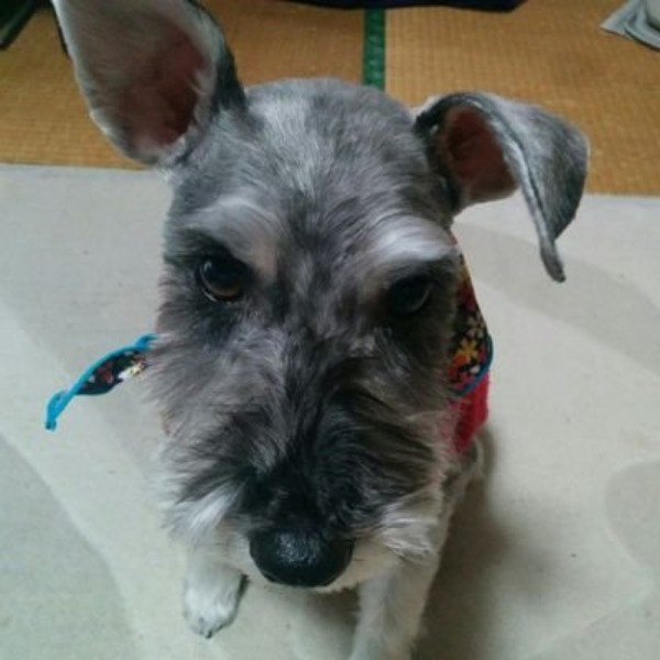 ちゃんぽん さま