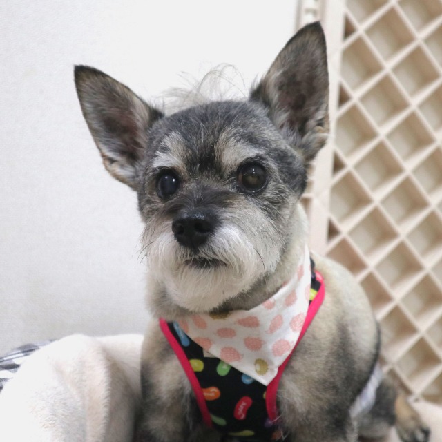 maripiiiii‪‪˙ᵕ˙ さま