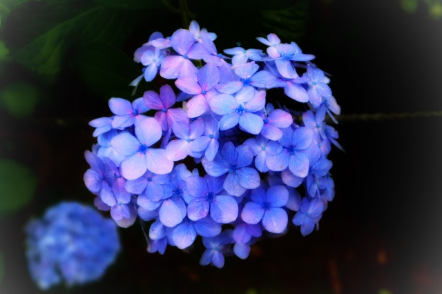 千葉タコス さま