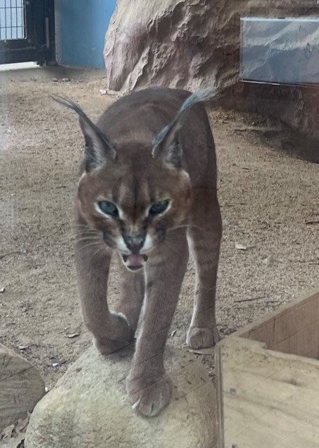 とうぎょう さま