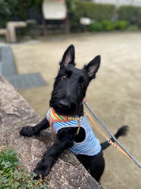 みおちゃん さま