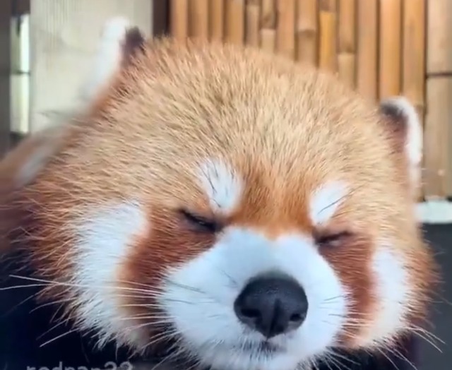 アソビュー！ゲストゲスト！ さま