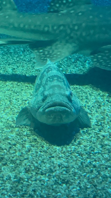 水族館らぶ さま