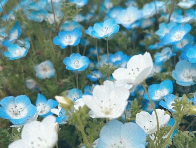 あおちゃん さま