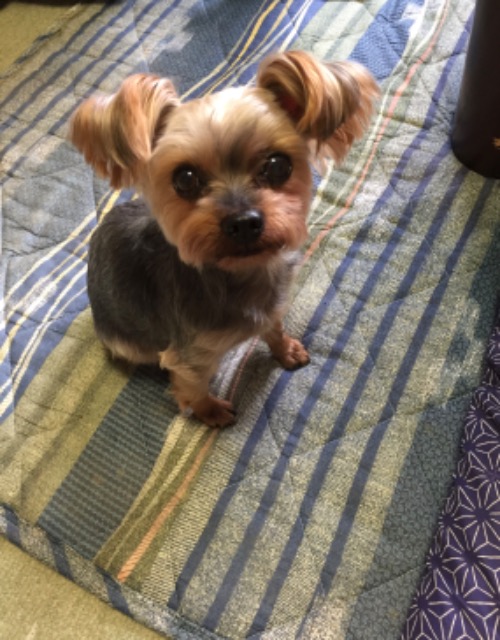 マムのケント さま