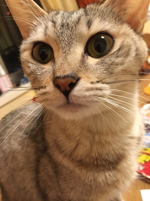 しおんパパ さま