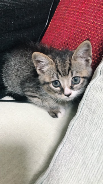 なついいね さま