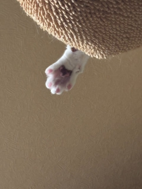 BB さま