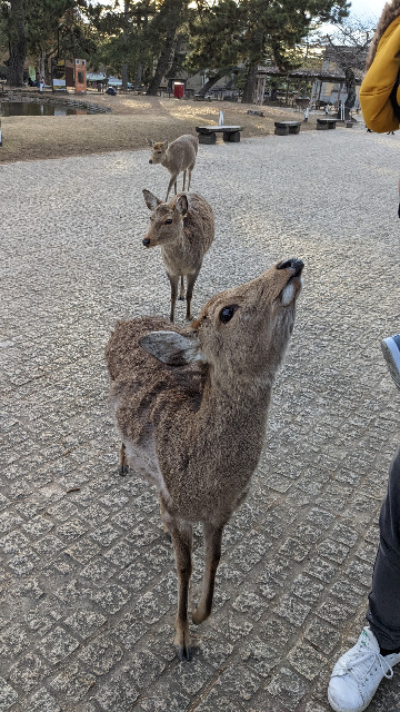 ひさこ さま