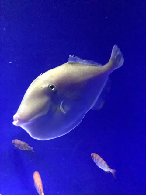 ココナッツ さま