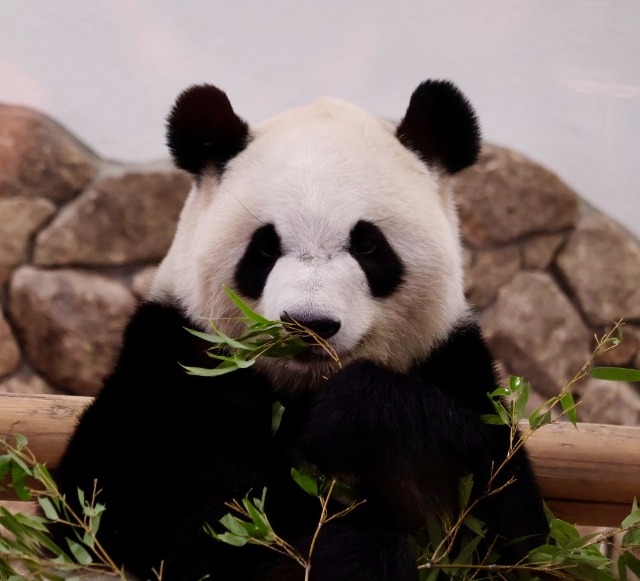 やよたろう さま