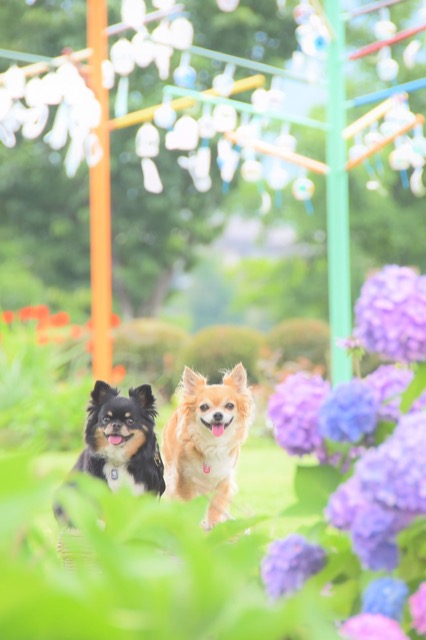 ちーちゃん さま