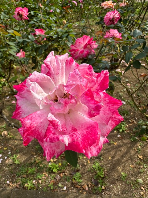 てらちゃん さま