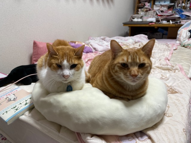 きゅきゅこむ さま