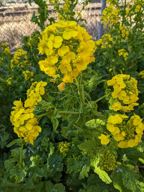 きみぴょん さま