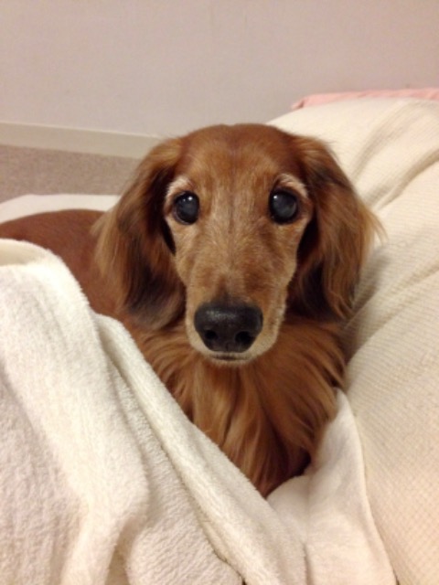 のんちゃま さま